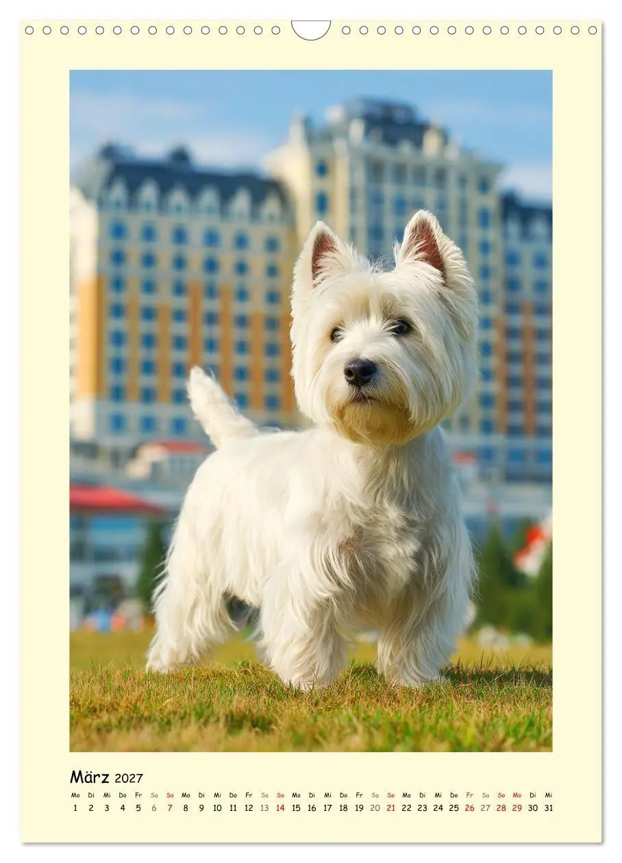 Bild: 9783516756586 | Süßer Wuschelkopf. West Highland White Terrier Momente...