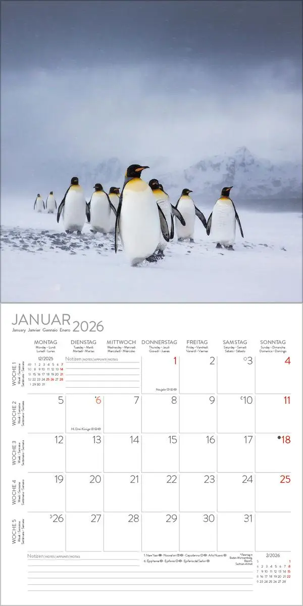 Bild: 9783731886686 | Pinguine 2026 | Verlag Korsch | Kalender | 13 S. | Deutsch | 2026