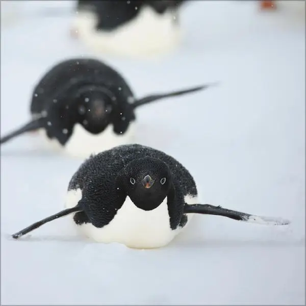 Bild: 9783731886686 | Pinguine 2026 | Verlag Korsch | Kalender | 13 S. | Deutsch | 2026