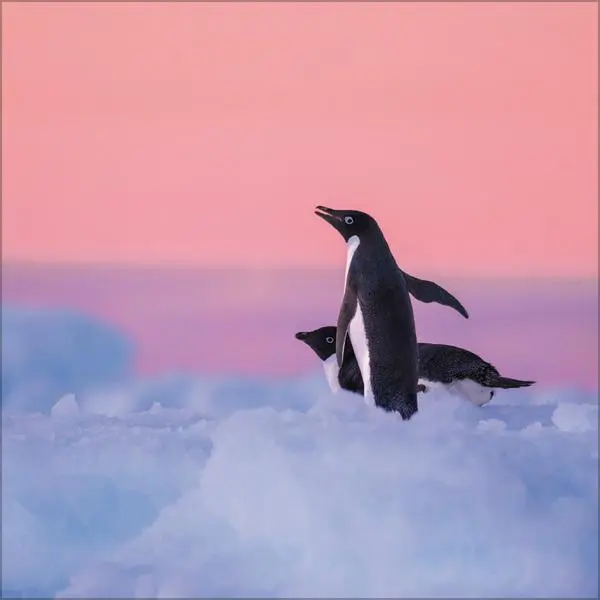 Bild: 9783731886686 | Pinguine 2026 | Verlag Korsch | Kalender | 13 S. | Deutsch | 2026