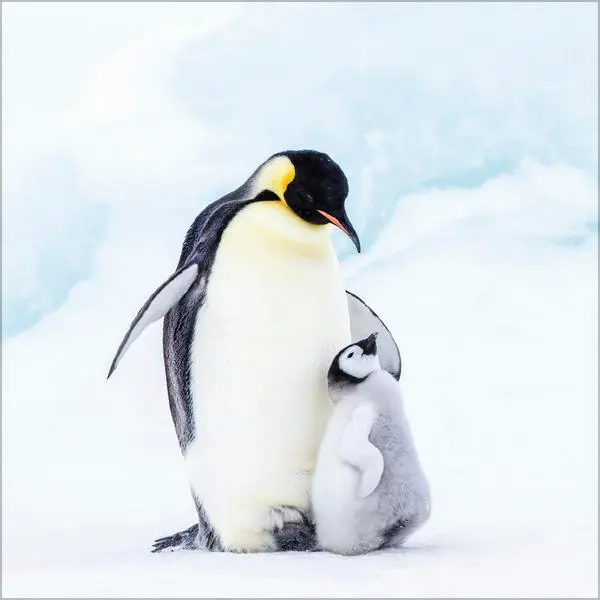 Bild: 9783731886686 | Pinguine 2026 | Verlag Korsch | Kalender | 13 S. | Deutsch | 2026