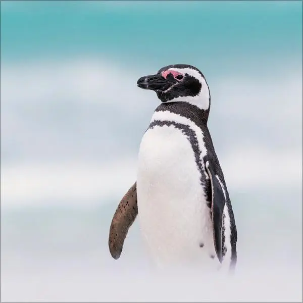 Bild: 9783731886686 | Pinguine 2026 | Verlag Korsch | Kalender | 13 S. | Deutsch | 2026