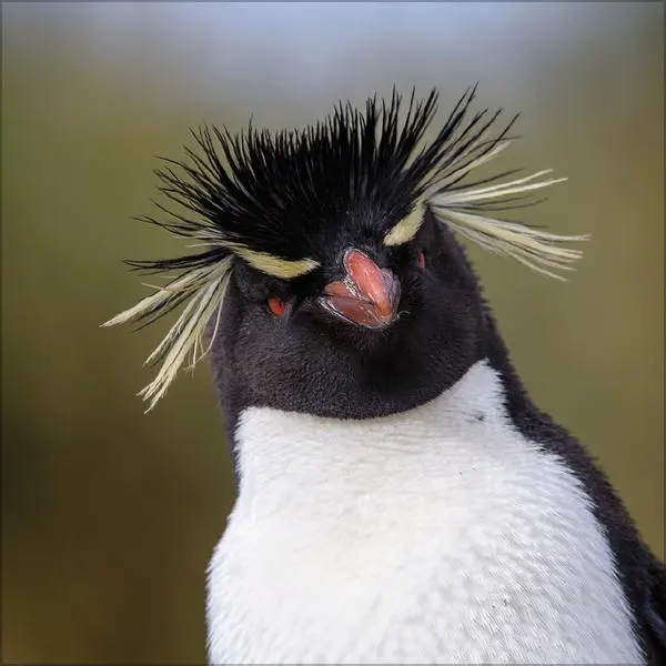 Bild: 9783731886686 | Pinguine 2026 | Verlag Korsch | Kalender | 13 S. | Deutsch | 2026