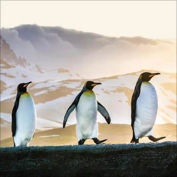Bild: 9783731886686 | Pinguine 2026 | Verlag Korsch | Kalender | 13 S. | Deutsch | 2026