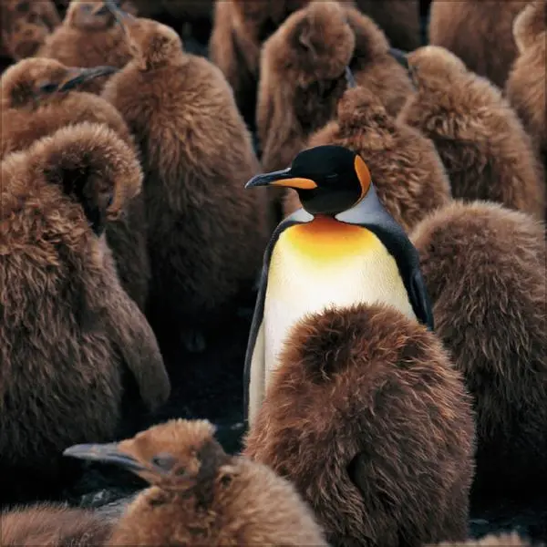 Bild: 9783731886686 | Pinguine 2026 | Verlag Korsch | Kalender | 13 S. | Deutsch | 2026