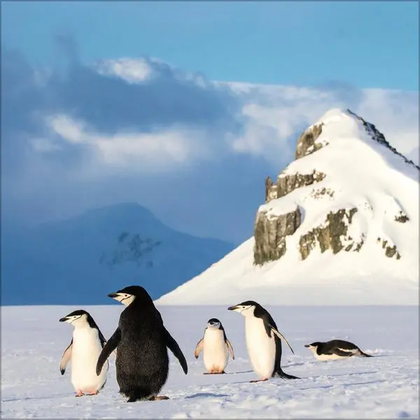 Bild: 9783731886686 | Pinguine 2026 | Verlag Korsch | Kalender | 13 S. | Deutsch | 2026