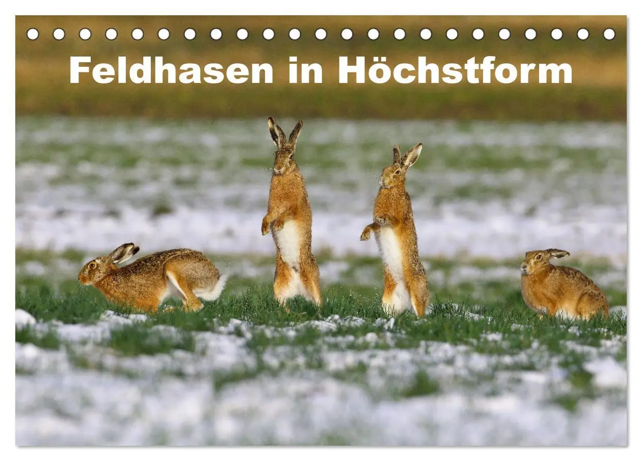 Cover: 9783457566886 | Feldhasen in Höchstform (Tischkalender 2026 DIN A5 quer), CALVENDO...