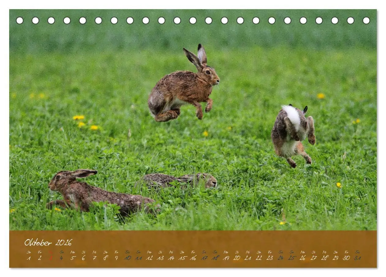 Bild: 9783457566886 | Feldhasen in Höchstform (Tischkalender 2026 DIN A5 quer), CALVENDO...
