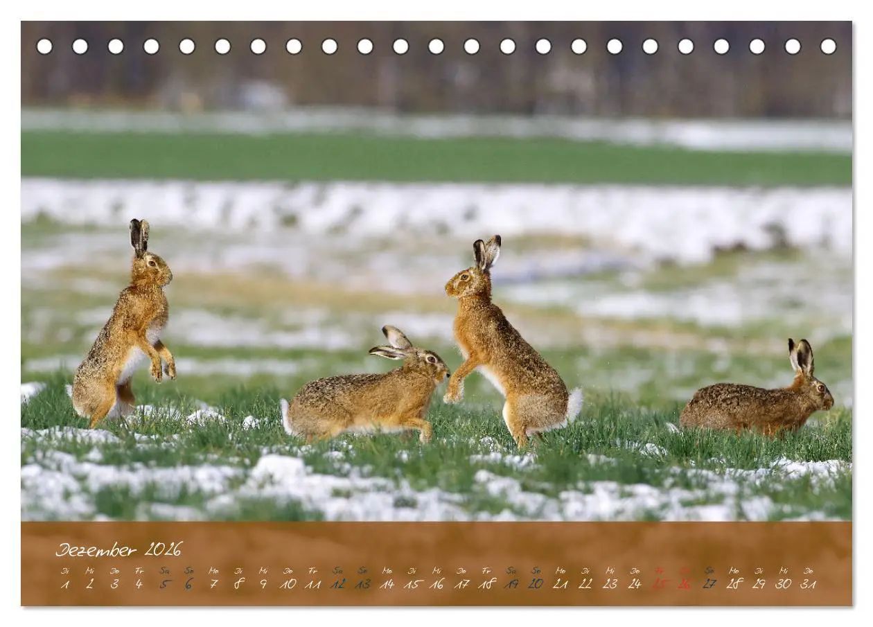 Bild: 9783457566886 | Feldhasen in Höchstform (Tischkalender 2026 DIN A5 quer), CALVENDO...