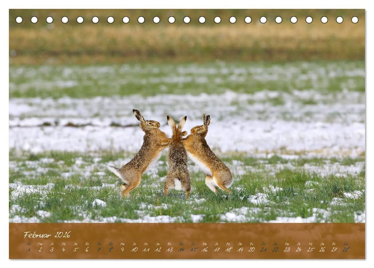 Bild: 9783457566886 | Feldhasen in Höchstform (Tischkalender 2026 DIN A5 quer), CALVENDO...