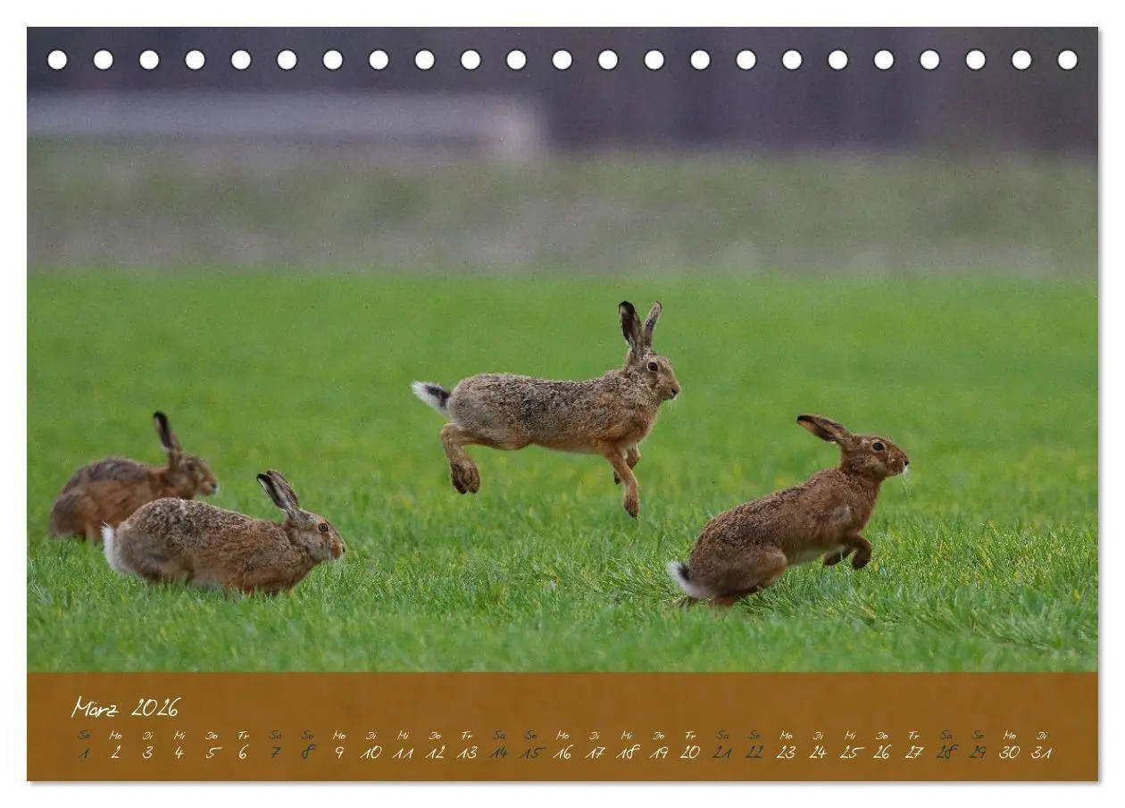 Bild: 9783457566886 | Feldhasen in Höchstform (Tischkalender 2026 DIN A5 quer), CALVENDO...