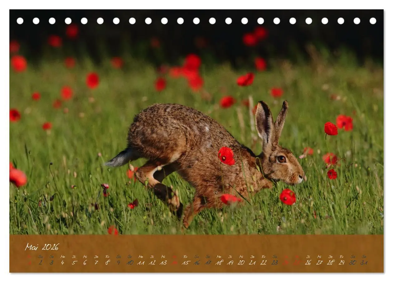 Bild: 9783457566886 | Feldhasen in Höchstform (Tischkalender 2026 DIN A5 quer), CALVENDO...
