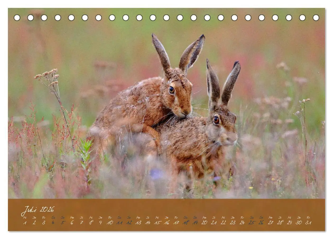 Bild: 9783457566886 | Feldhasen in Höchstform (Tischkalender 2026 DIN A5 quer), CALVENDO...