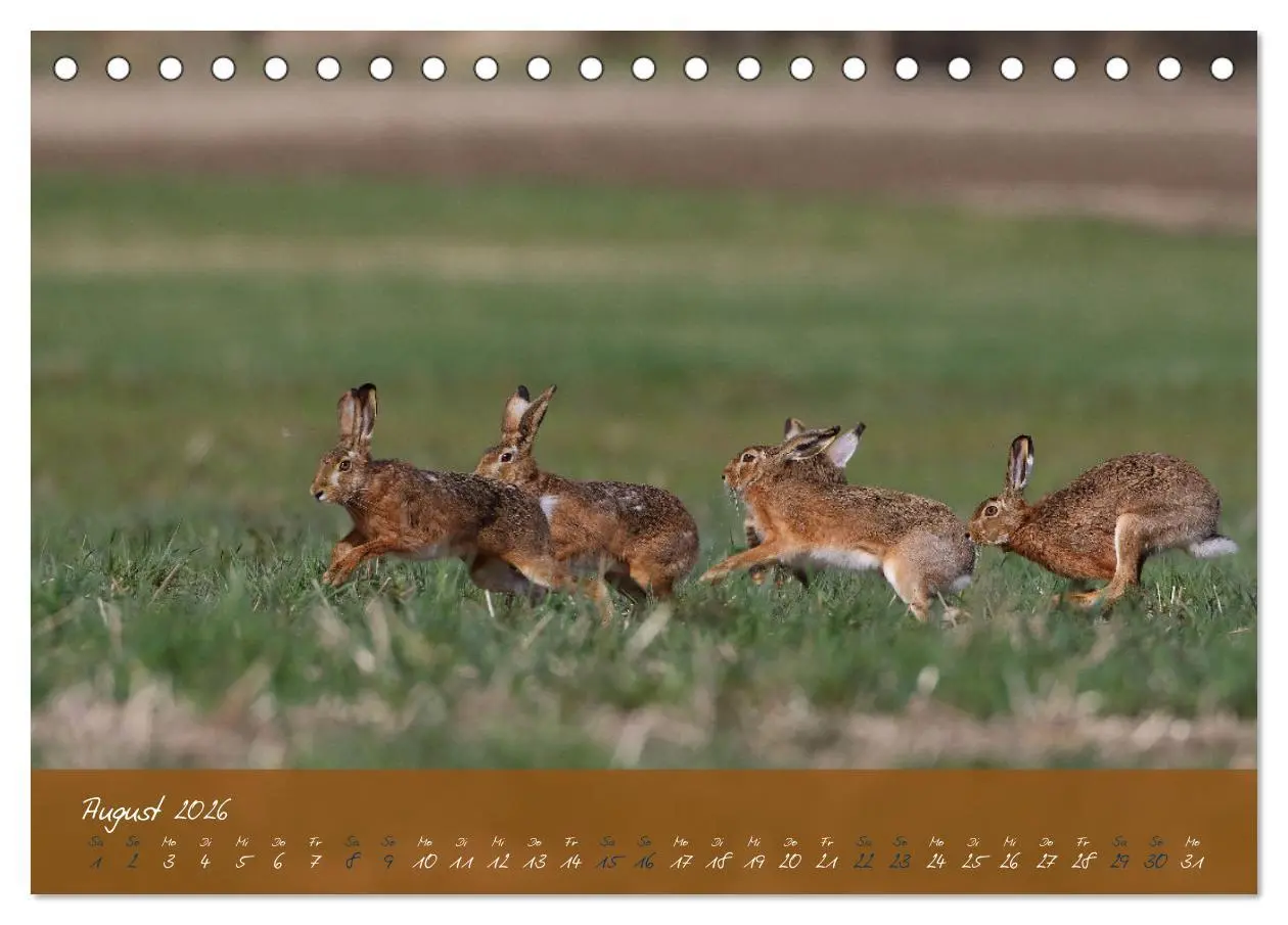 Bild: 9783457566886 | Feldhasen in Höchstform (Tischkalender 2026 DIN A5 quer), CALVENDO...