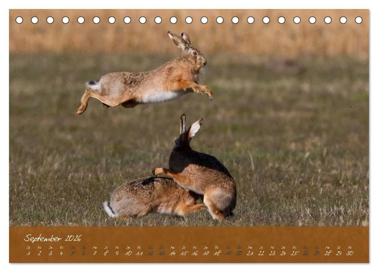 Bild: 9783457566886 | Feldhasen in Höchstform (Tischkalender 2026 DIN A5 quer), CALVENDO...