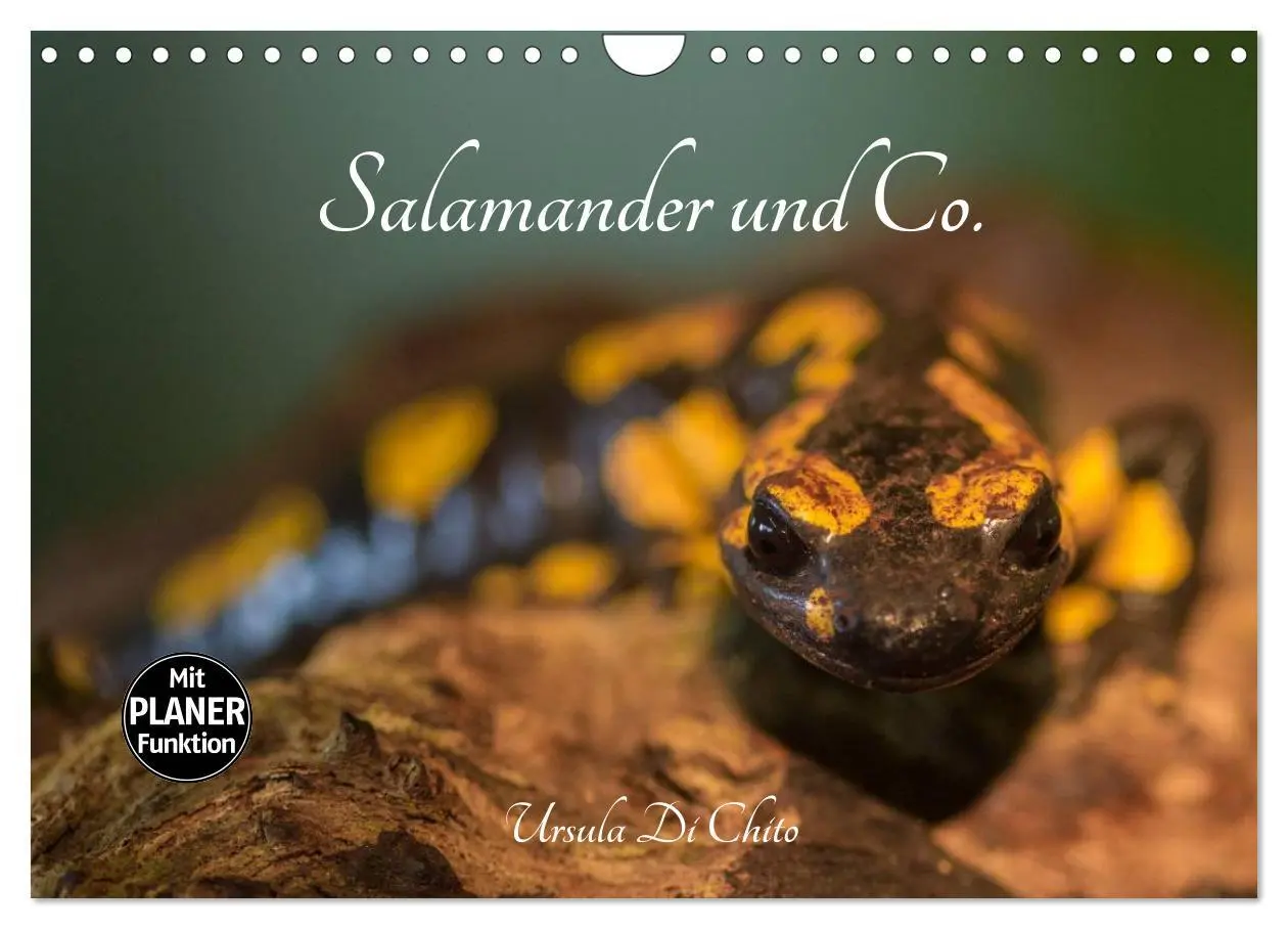 Cover: 9783457946886 | Salamander und Co. (Wandkalender 2026 DIN A4 quer), CALVENDO...