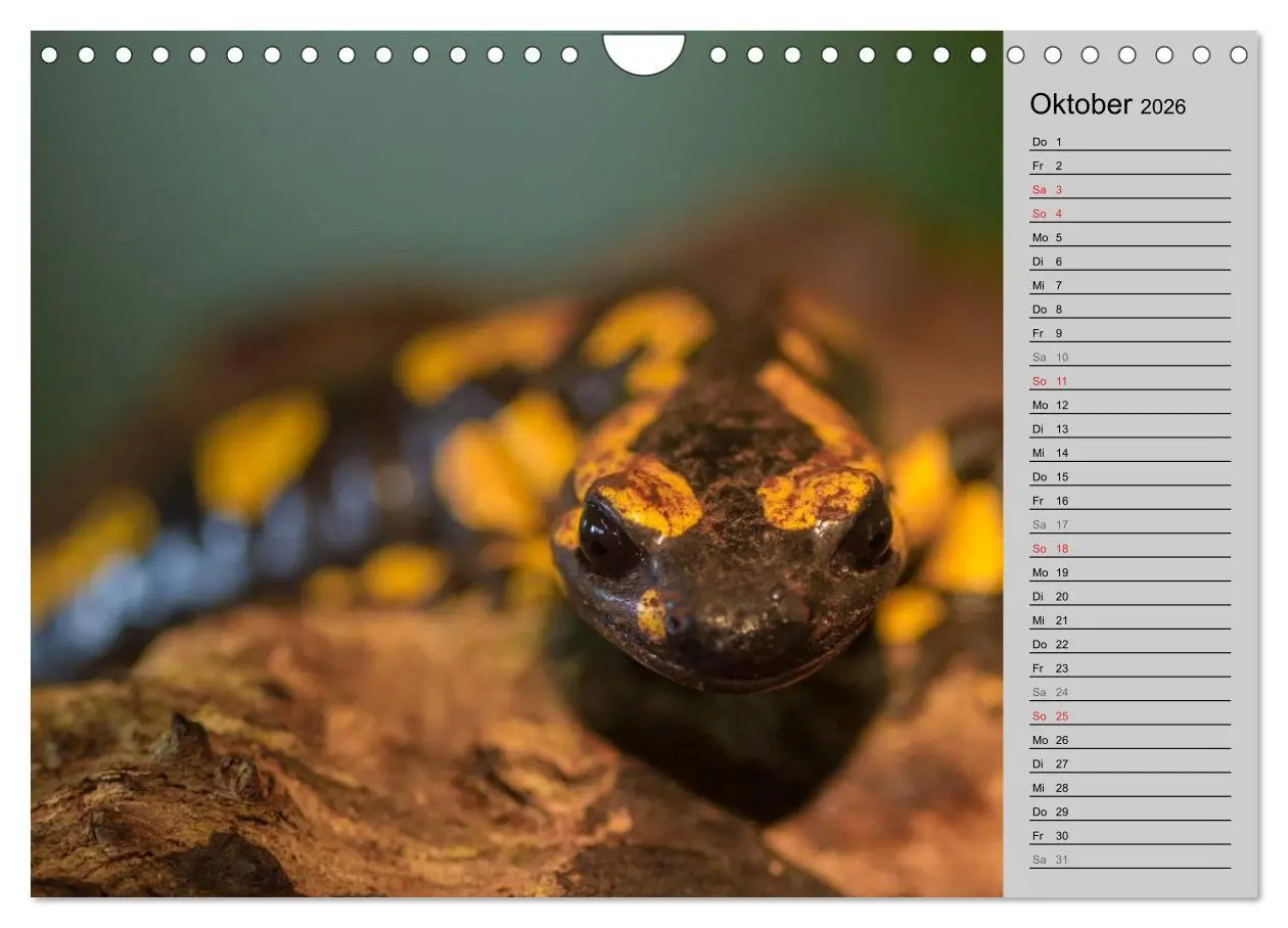 Bild: 9783457946886 | Salamander und Co. (Wandkalender 2026 DIN A4 quer), CALVENDO...