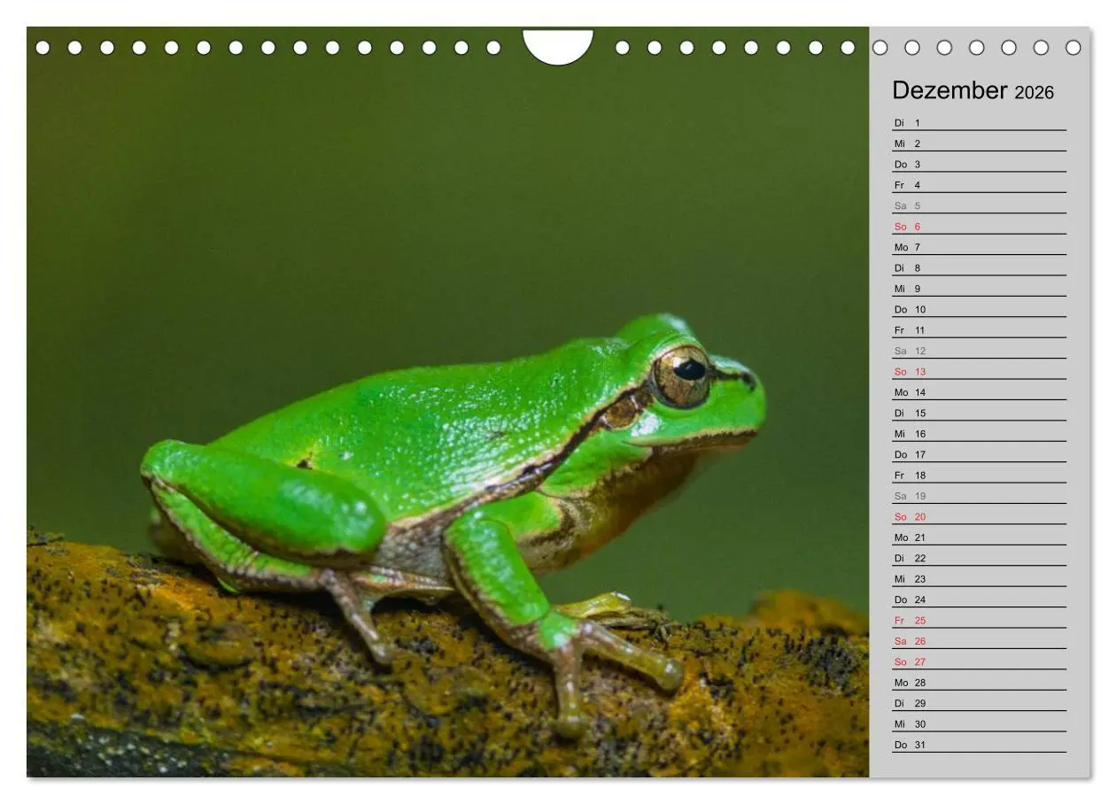 Bild: 9783457946886 | Salamander und Co. (Wandkalender 2026 DIN A4 quer), CALVENDO...