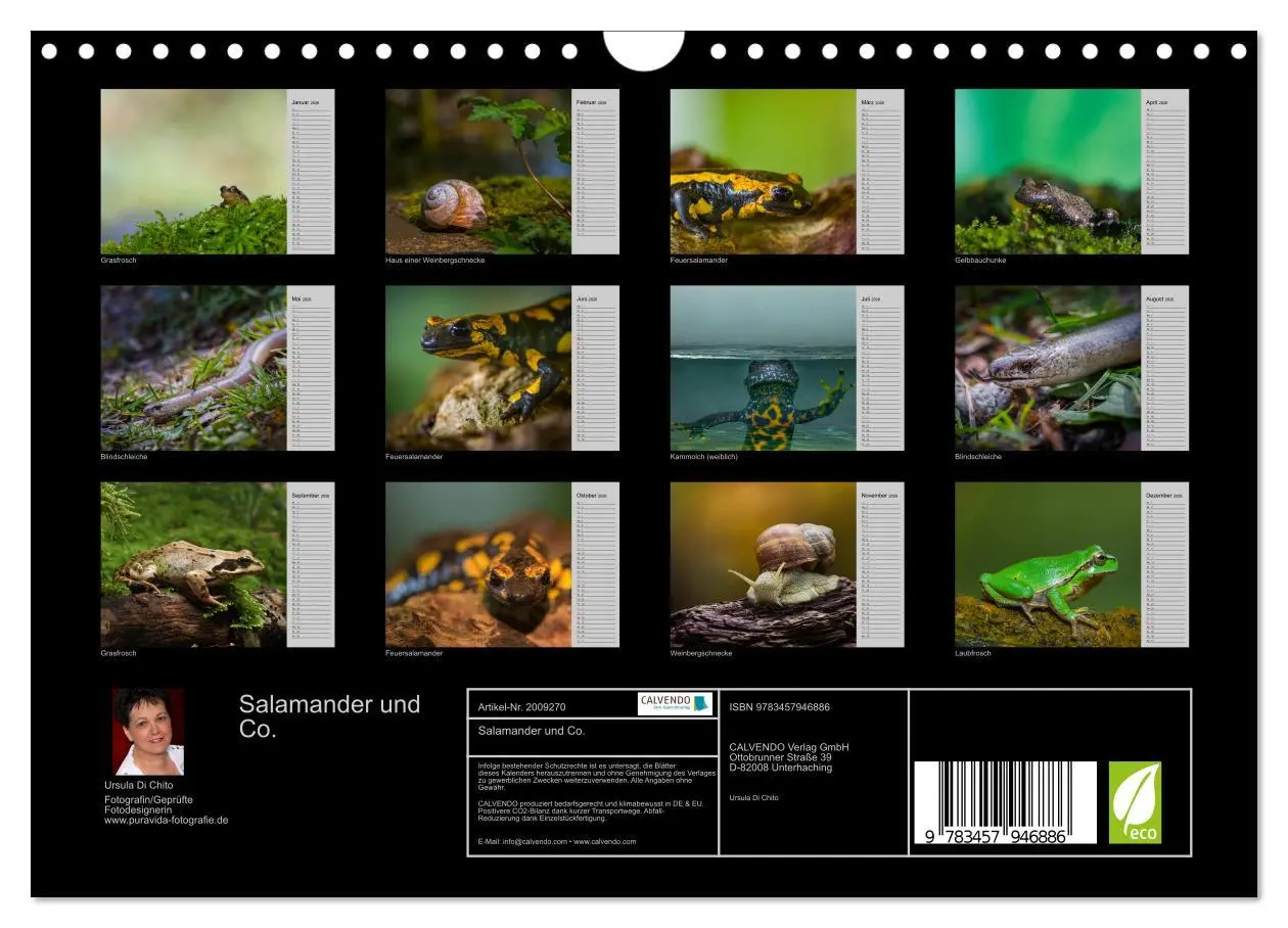 Bild: 9783457946886 | Salamander und Co. (Wandkalender 2026 DIN A4 quer), CALVENDO...