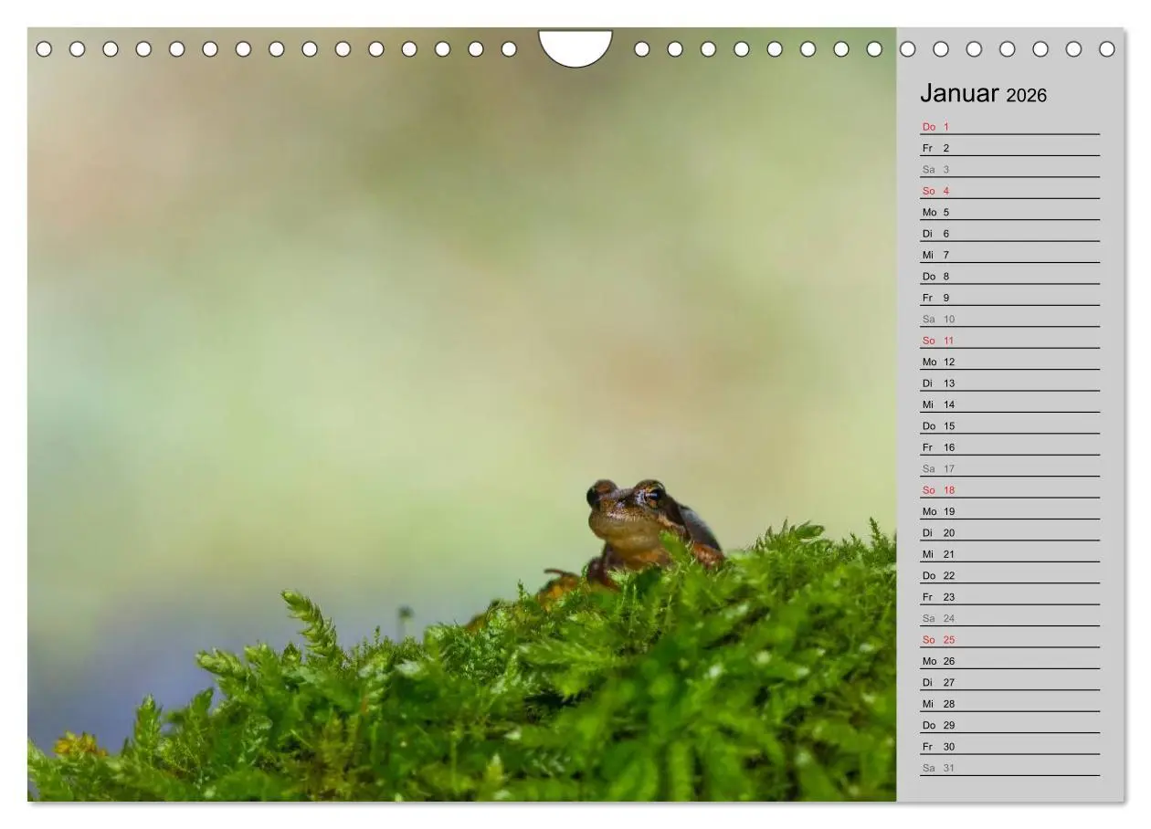 Bild: 9783457946886 | Salamander und Co. (Wandkalender 2026 DIN A4 quer), CALVENDO...