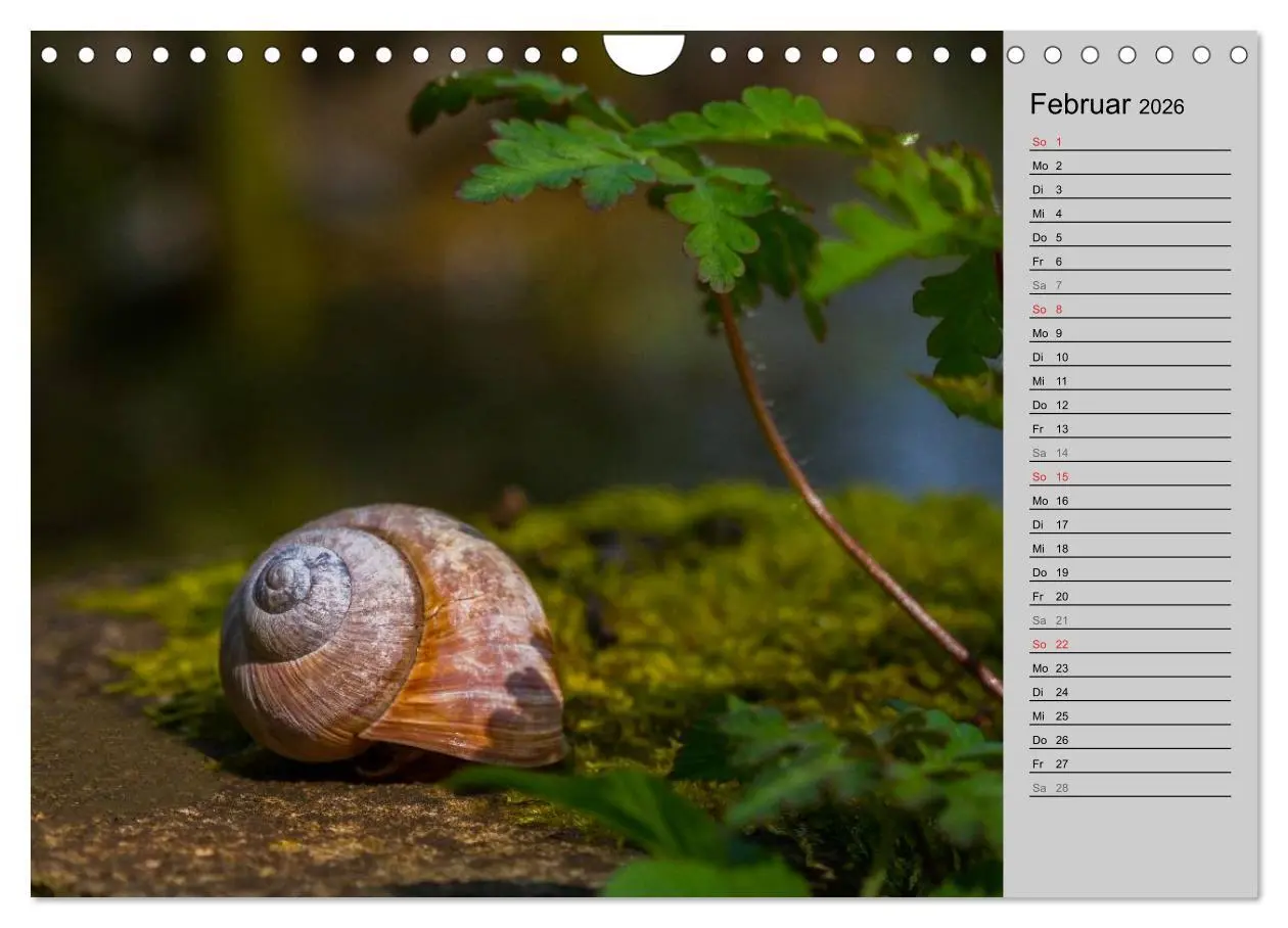 Bild: 9783457946886 | Salamander und Co. (Wandkalender 2026 DIN A4 quer), CALVENDO...