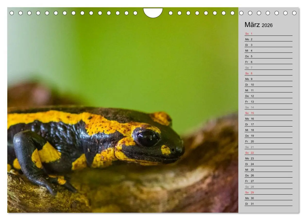 Bild: 9783457946886 | Salamander und Co. (Wandkalender 2026 DIN A4 quer), CALVENDO...