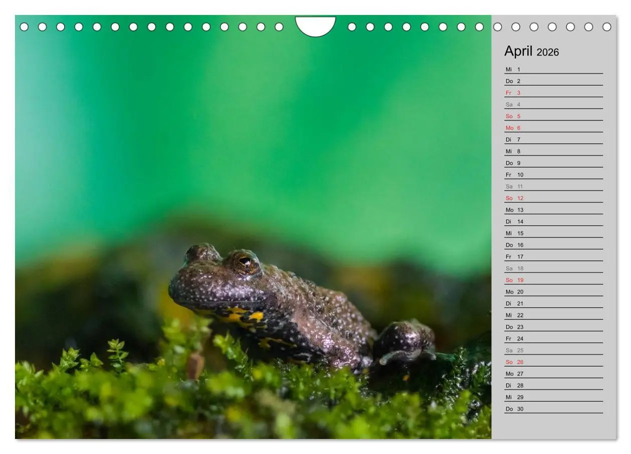 Bild: 9783457946886 | Salamander und Co. (Wandkalender 2026 DIN A4 quer), CALVENDO...