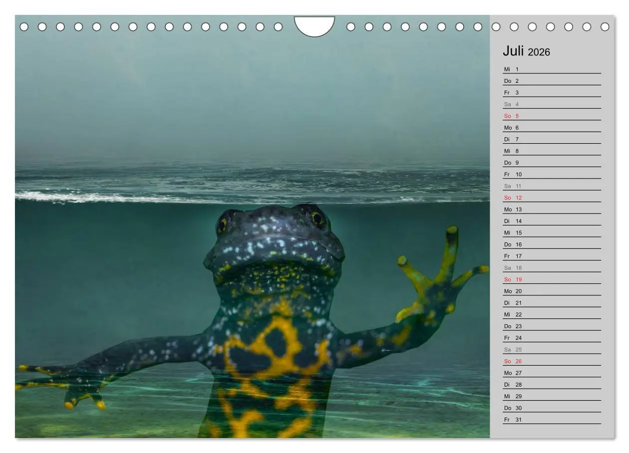 Bild: 9783457946886 | Salamander und Co. (Wandkalender 2026 DIN A4 quer), CALVENDO...