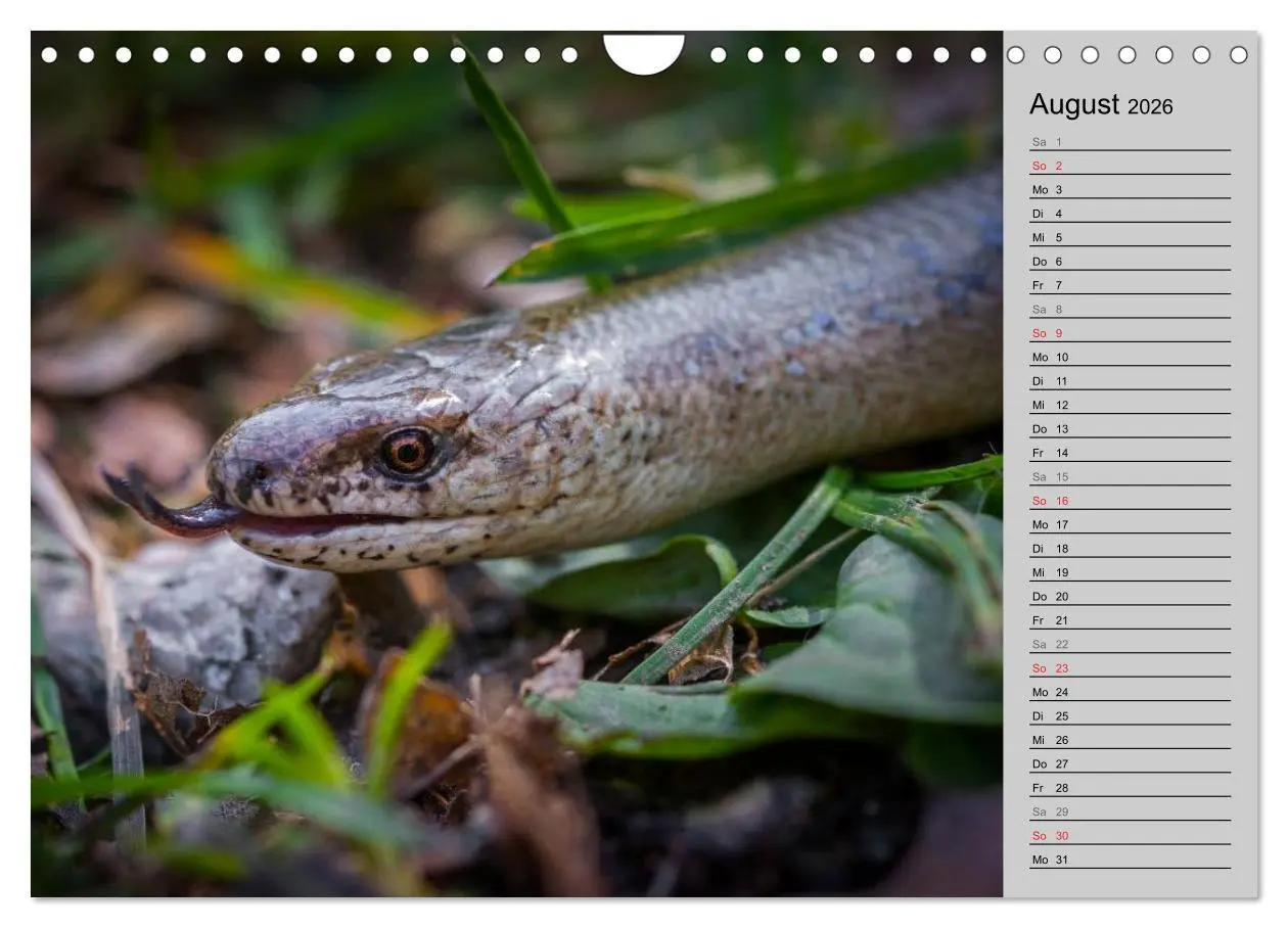 Bild: 9783457946886 | Salamander und Co. (Wandkalender 2026 DIN A4 quer), CALVENDO...