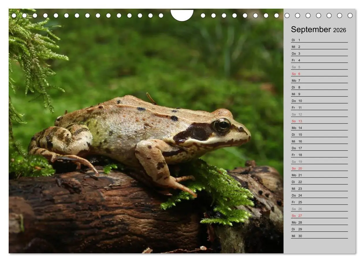 Bild: 9783457946886 | Salamander und Co. (Wandkalender 2026 DIN A4 quer), CALVENDO...