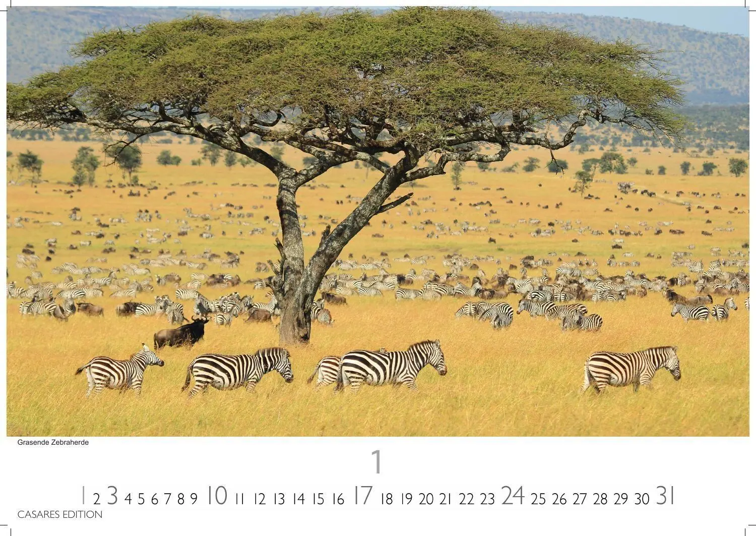Bild: 9781835246986 | Wilde Tiere Afrikas Kalender 2027 - Wandkalender Fotokalender...