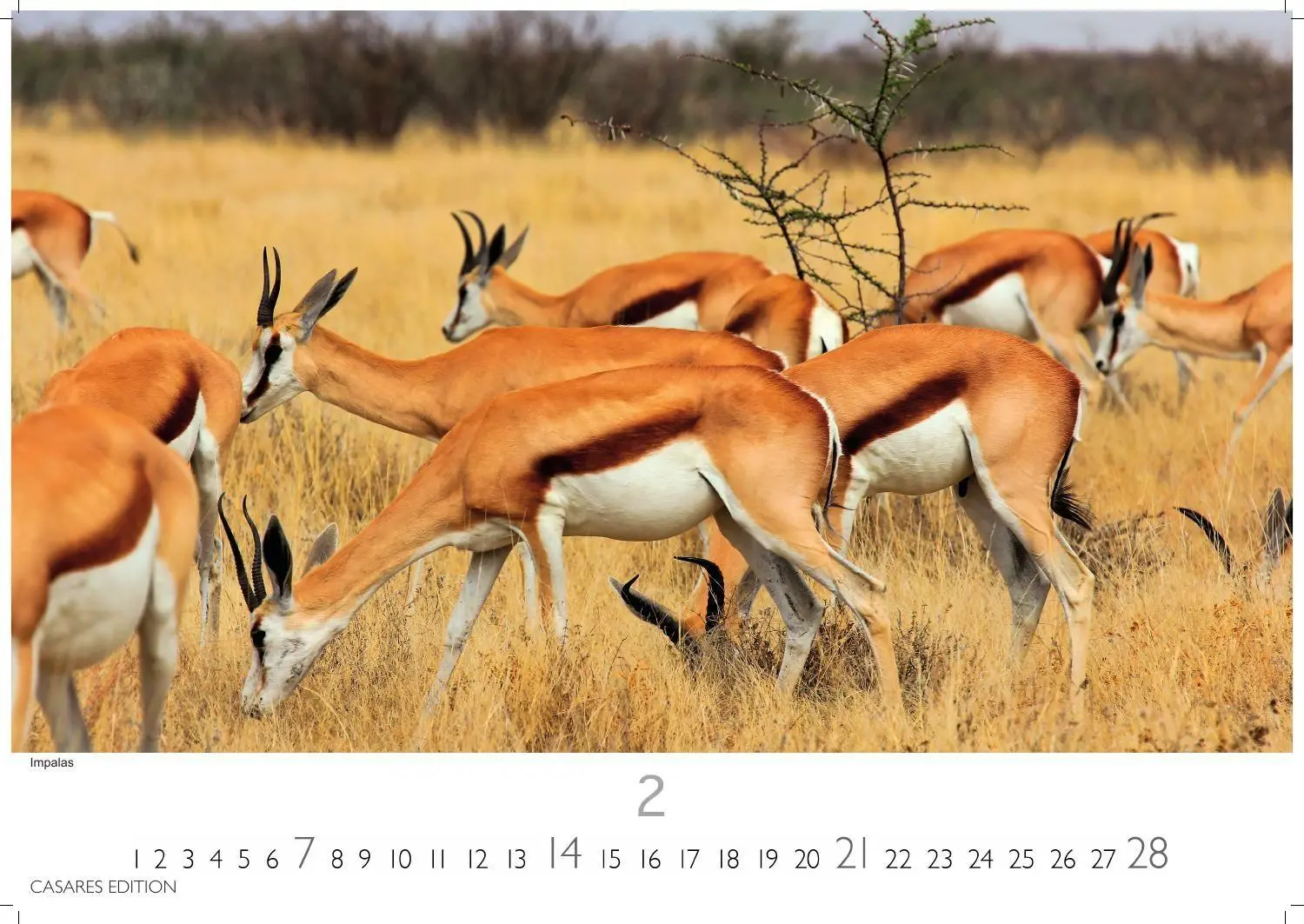 Bild: 9781835246986 | Wilde Tiere Afrikas Kalender 2027 - Wandkalender Fotokalender...