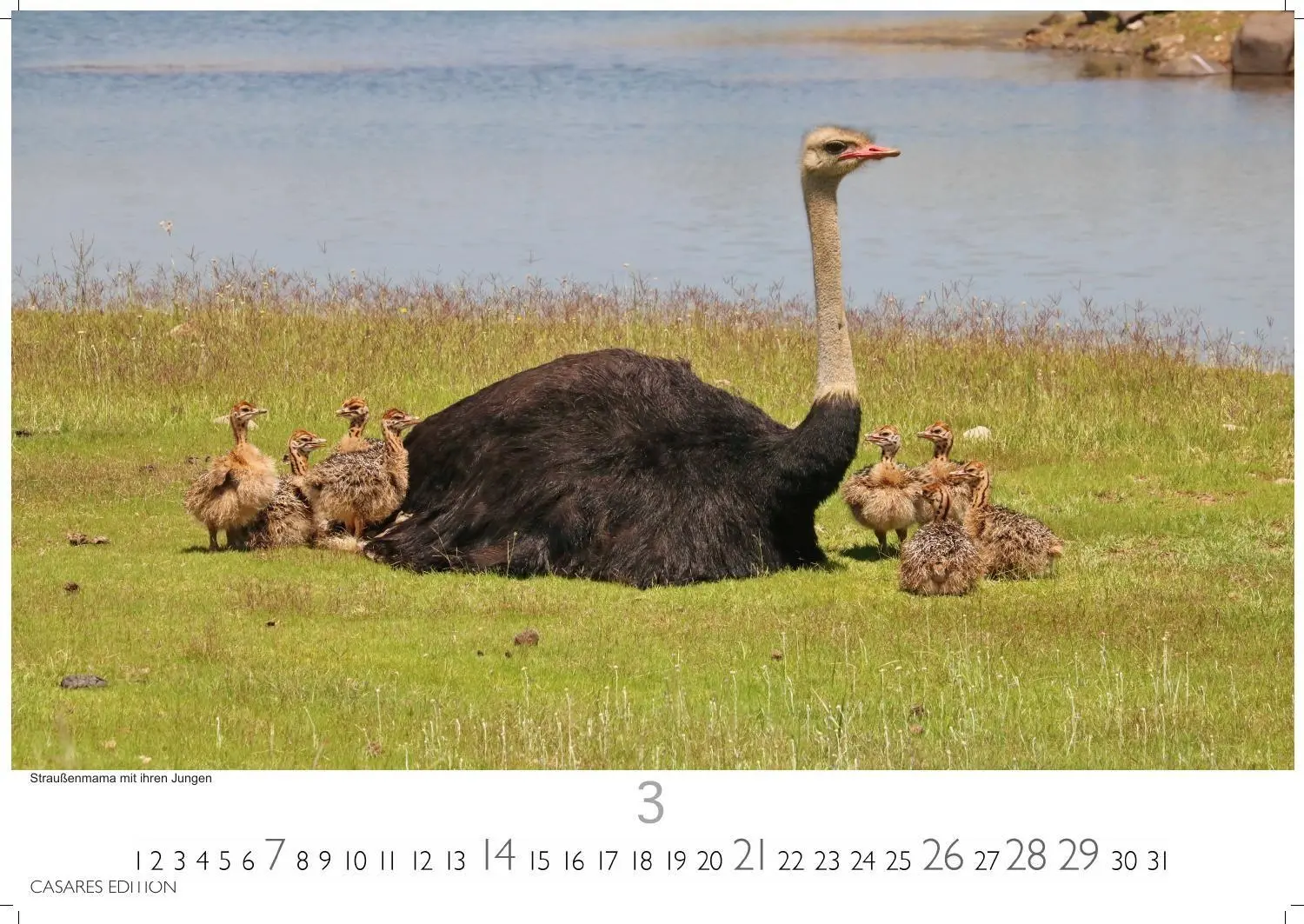 Bild: 9781835246986 | Wilde Tiere Afrikas Kalender 2027 - Wandkalender Fotokalender...