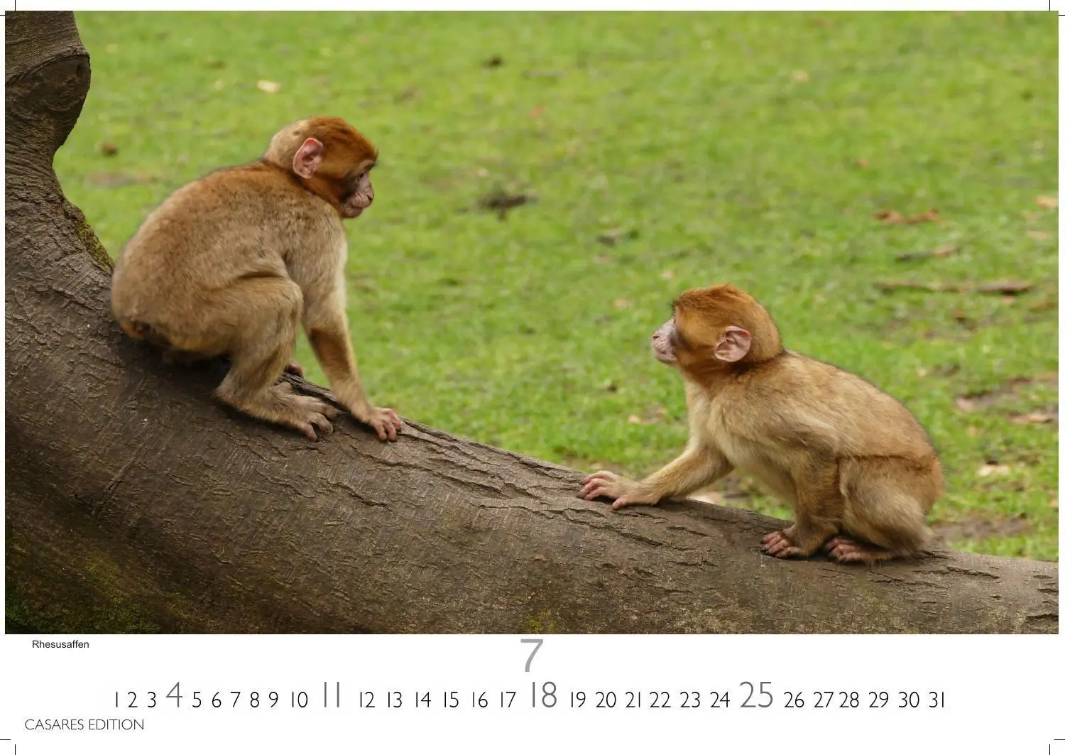 Bild: 9781835246986 | Wilde Tiere Afrikas Kalender 2027 - Wandkalender Fotokalender...
