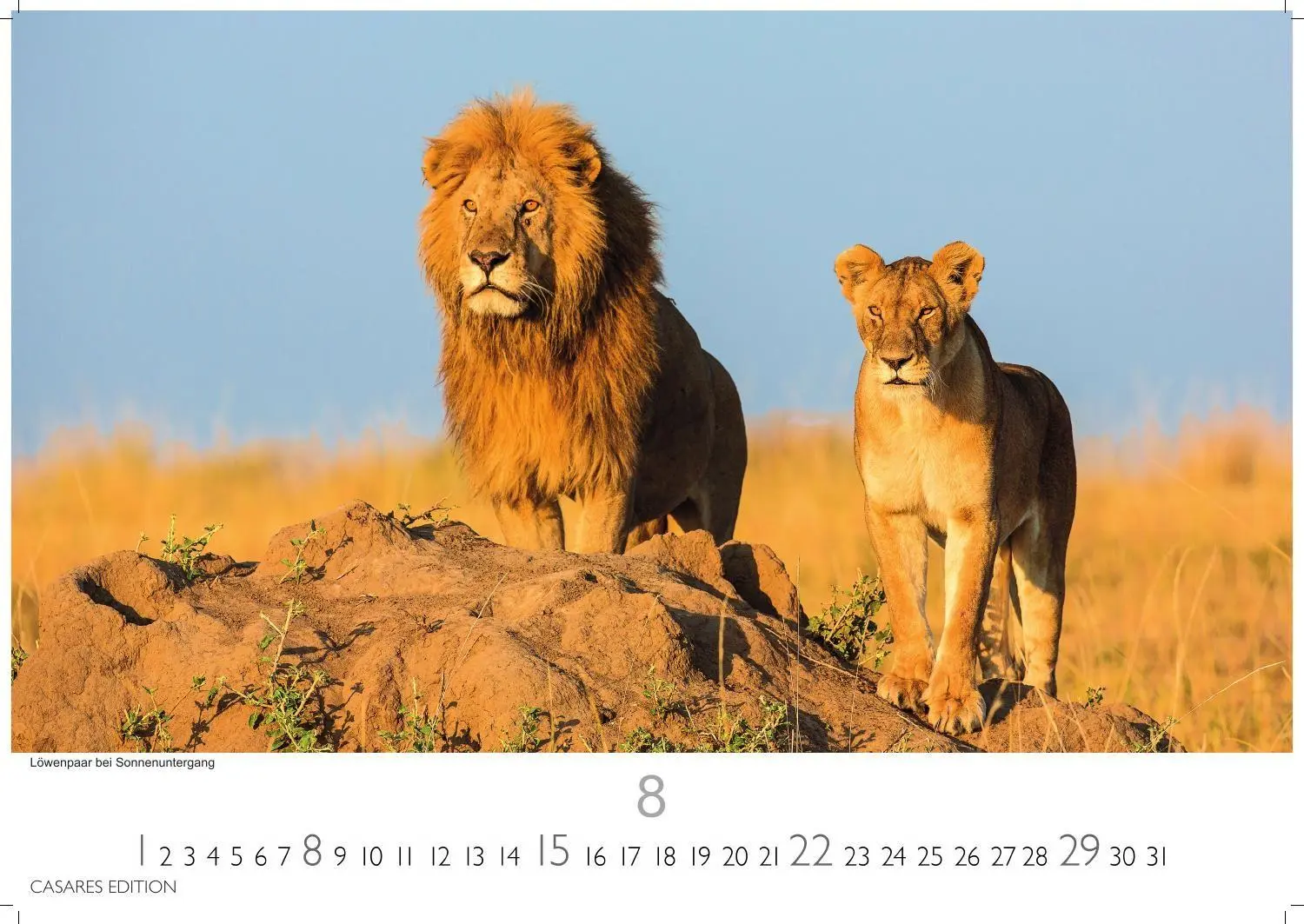 Bild: 9781835246986 | Wilde Tiere Afrikas Kalender 2027 - Wandkalender Fotokalender...