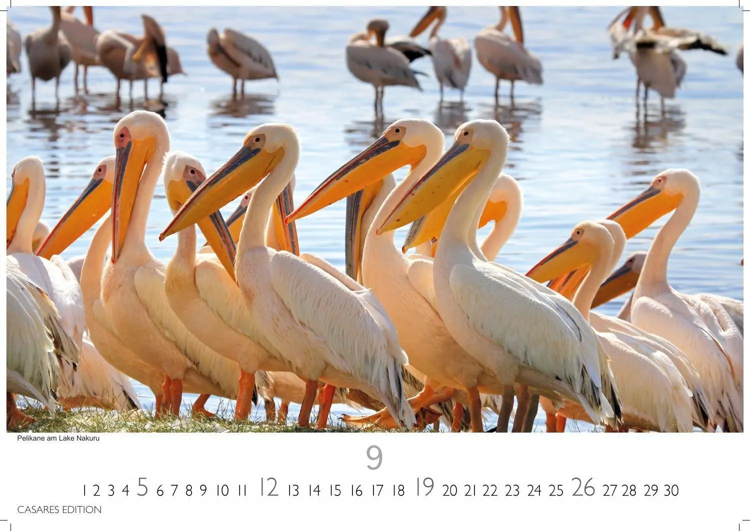 Bild: 9781835246986 | Wilde Tiere Afrikas Kalender 2027 - Wandkalender Fotokalender...