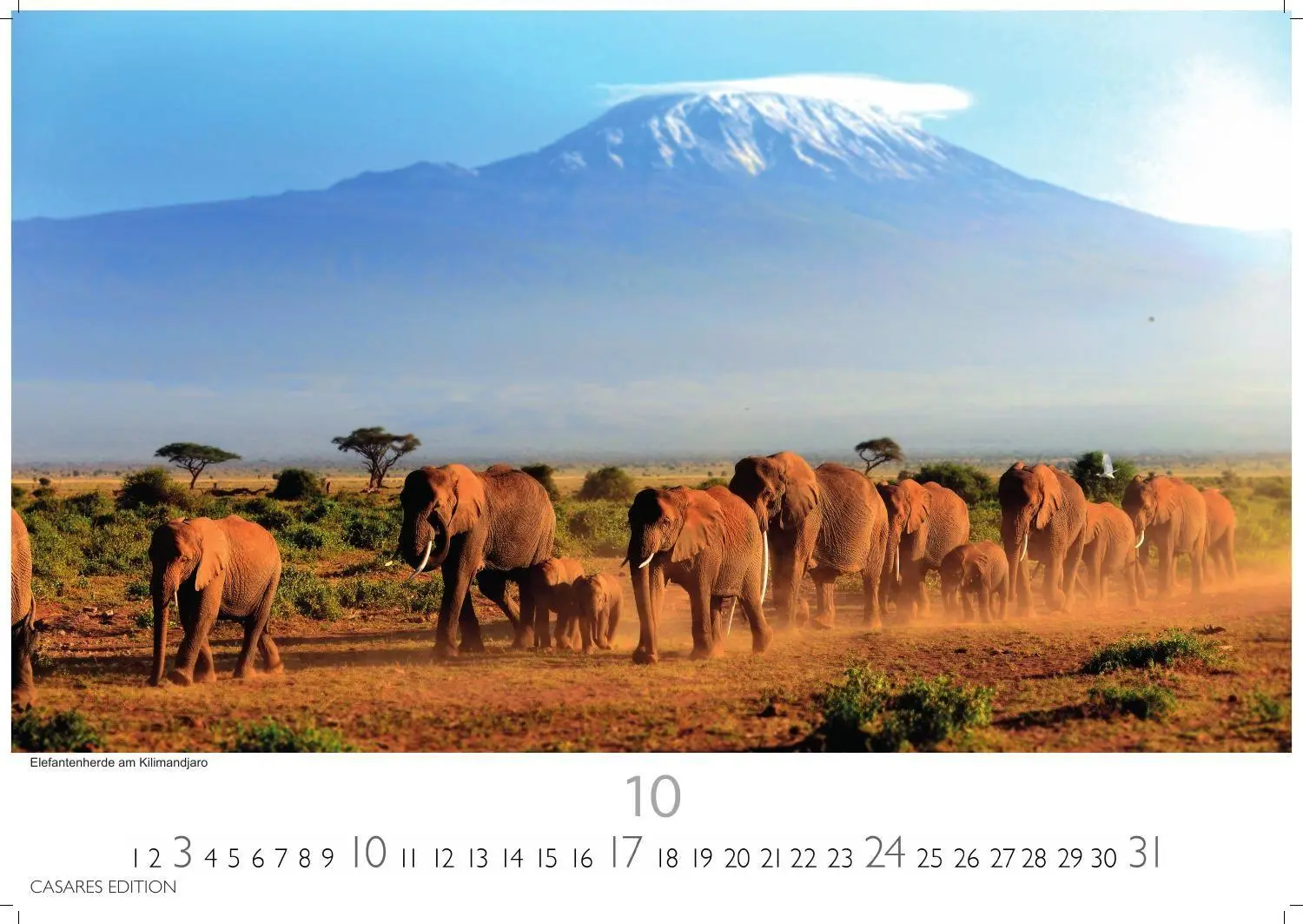 Bild: 9781835246986 | Wilde Tiere Afrikas Kalender 2027 - Wandkalender Fotokalender...