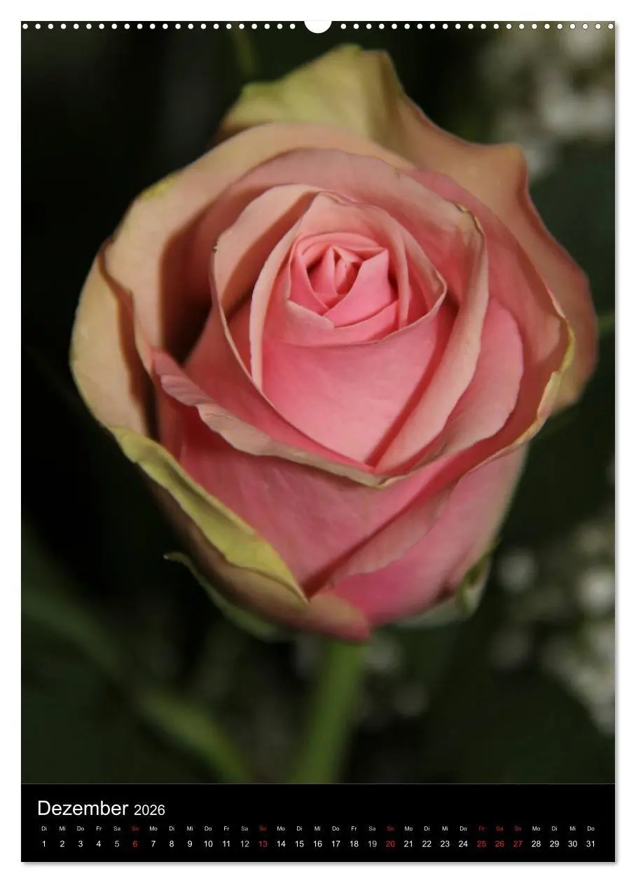 Bild: 9783516467086 | Zauberhafte Rosen (hochwertiger Premium Wandkalender 2026 DIN A2...