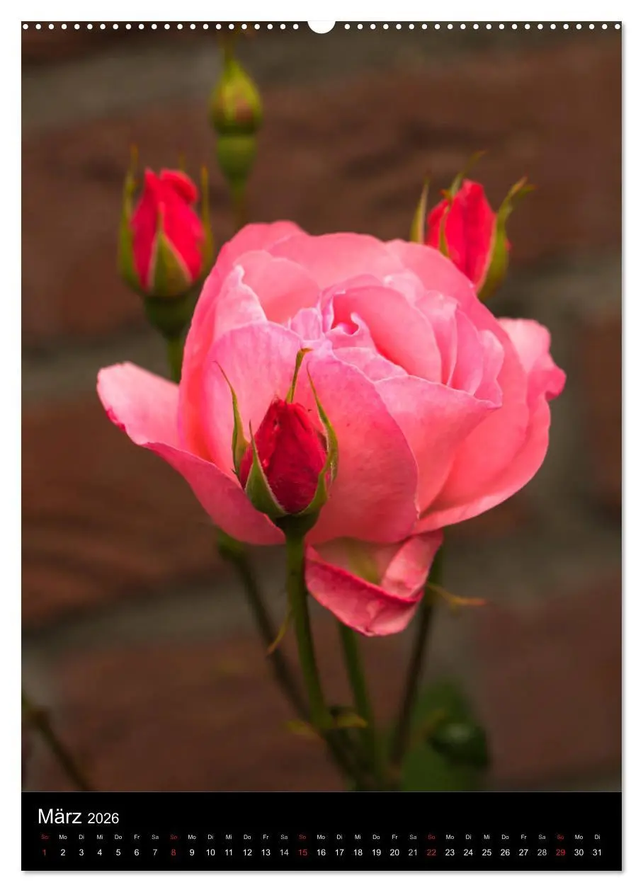Bild: 9783516467086 | Zauberhafte Rosen (hochwertiger Premium Wandkalender 2026 DIN A2...