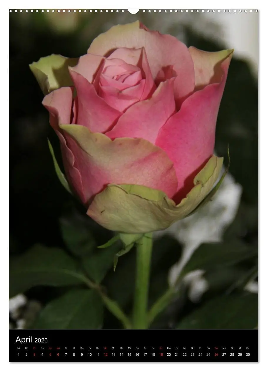 Bild: 9783516467086 | Zauberhafte Rosen (hochwertiger Premium Wandkalender 2026 DIN A2...