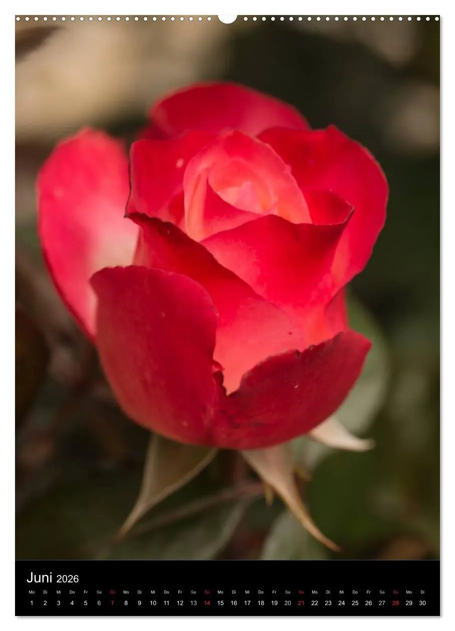 Bild: 9783516467086 | Zauberhafte Rosen (hochwertiger Premium Wandkalender 2026 DIN A2...