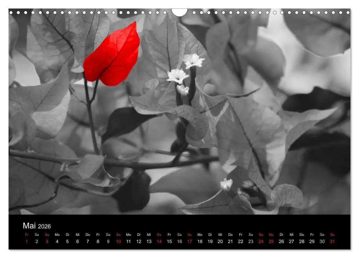 Bild: 9783516217186 | Blickfang in Rot (Wandkalender 2026 DIN A3 quer), CALVENDO...