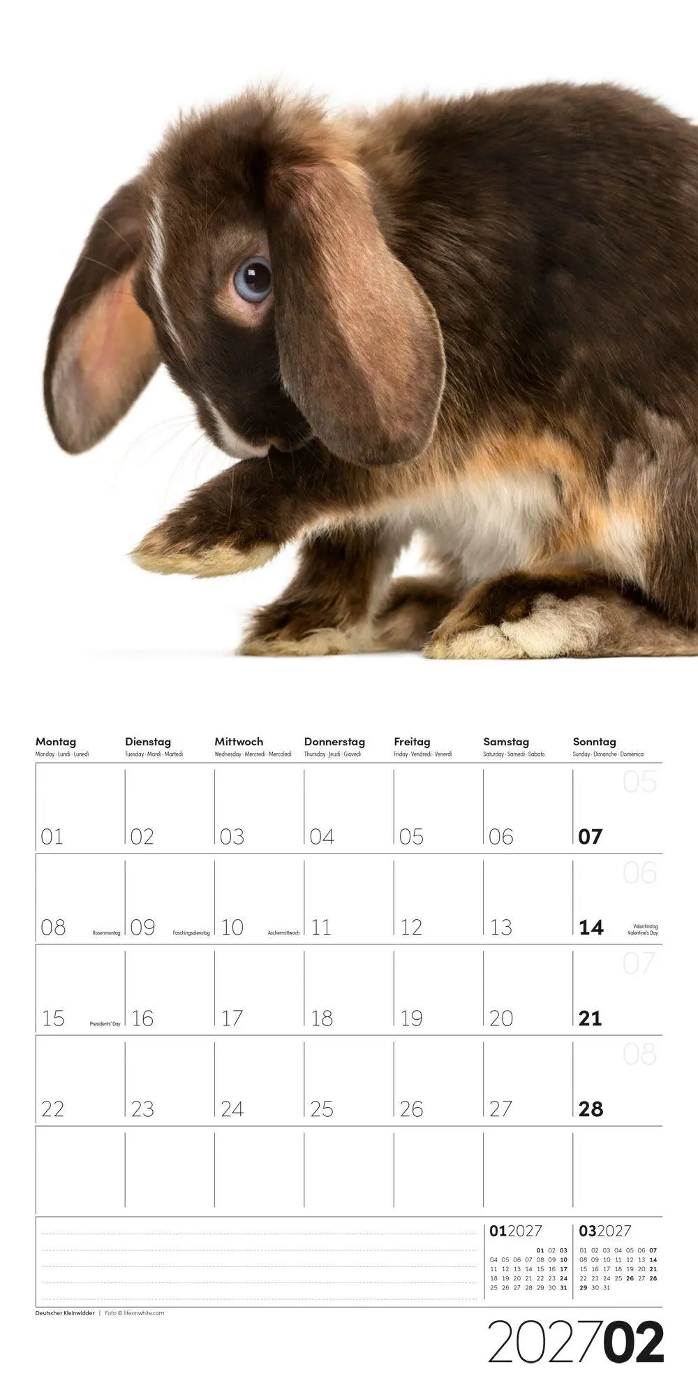 Bild: 9783838447186 | Animals Kalender 2027 - 30x30 - Art12 | Ackermann Kunstverlag GmbH