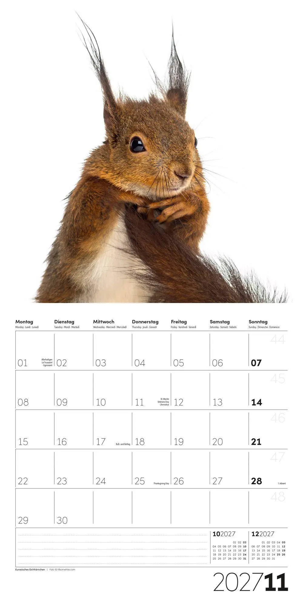 Bild: 9783838447186 | Animals Kalender 2027 - 30x30 - Art12 | Ackermann Kunstverlag GmbH