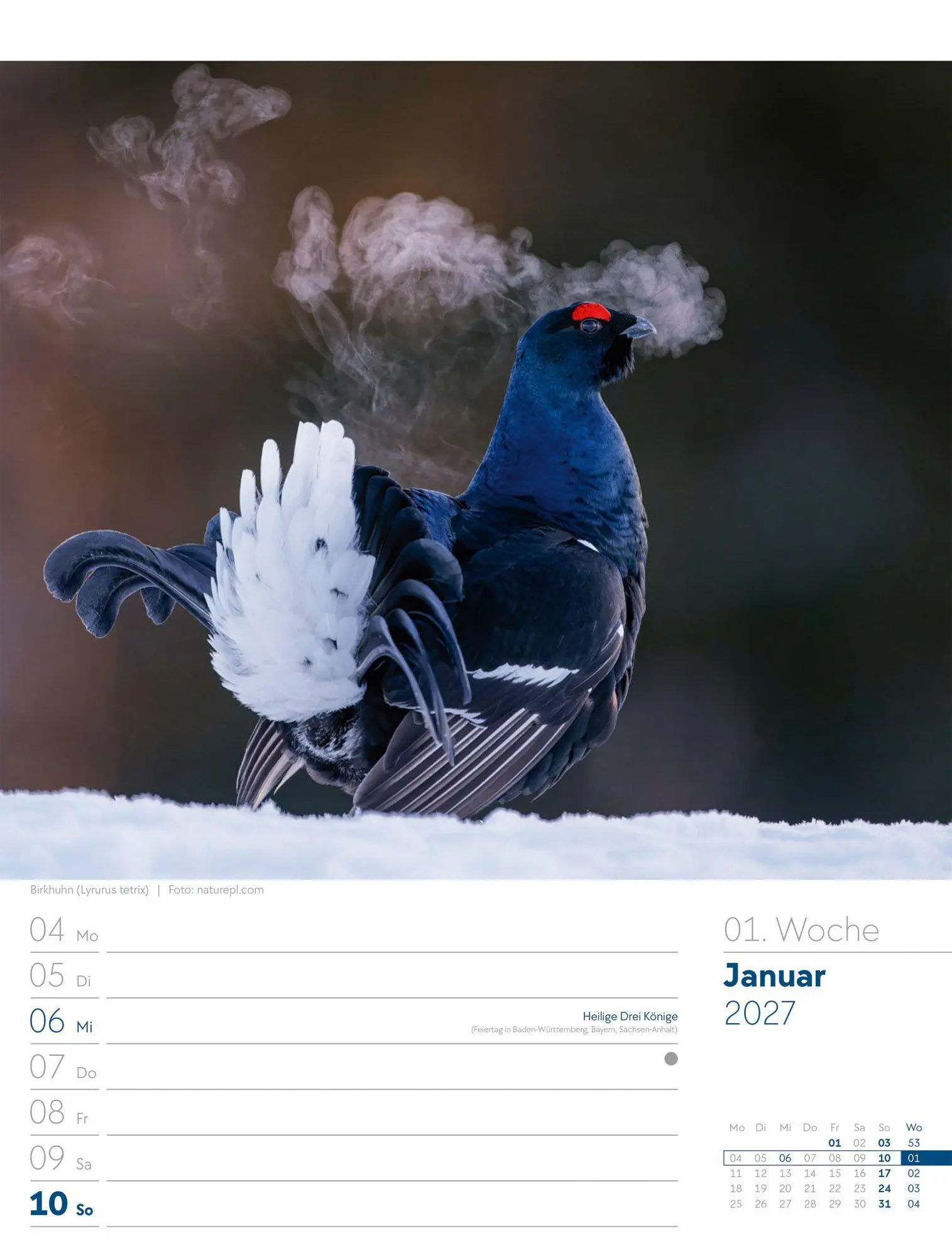 Bild: 9783838437286 | Vögel Wochenplaner Kalender 2027 | Ackermann Kunstverlag GmbH | 56 S.