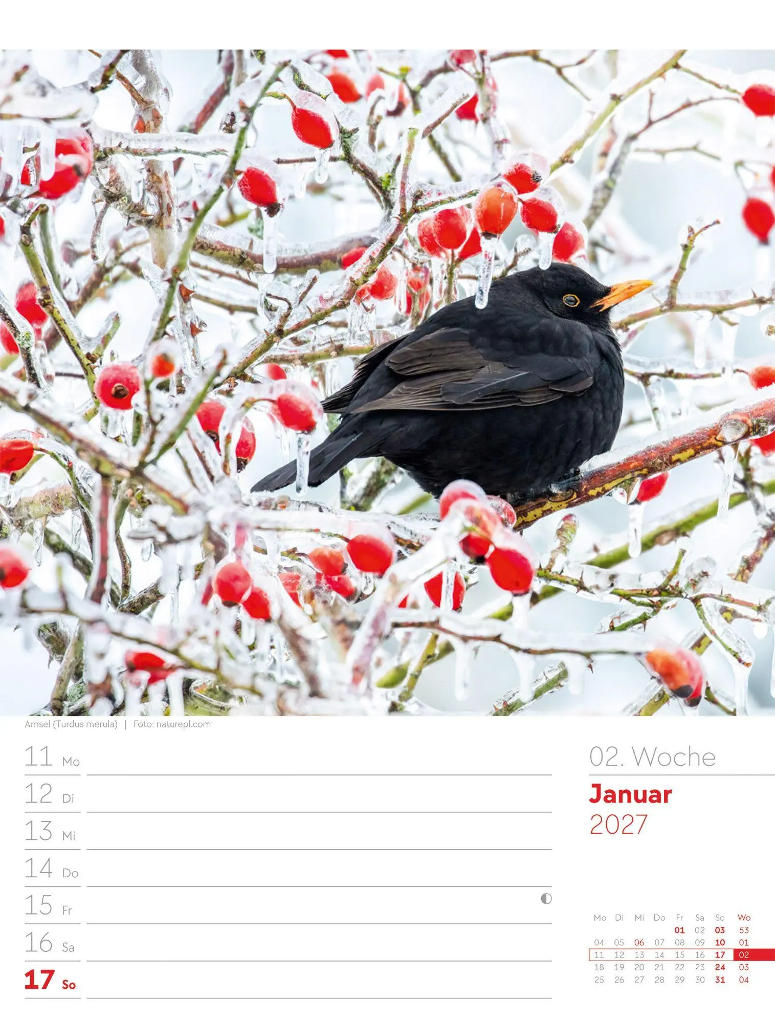 Bild: 9783838437286 | Vögel Wochenplaner Kalender 2027 | Ackermann Kunstverlag GmbH | 56 S.