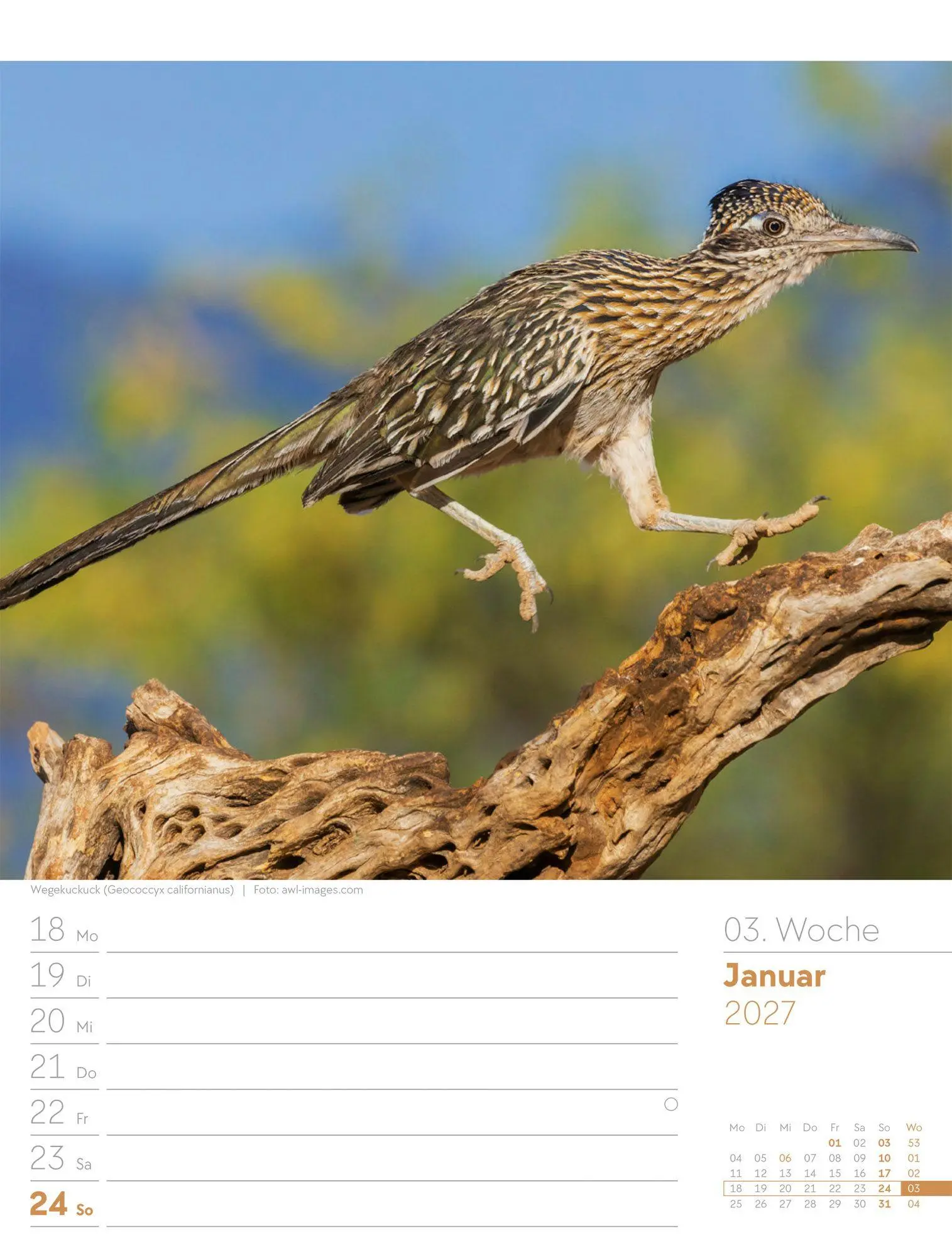 Bild: 9783838437286 | Vögel Wochenplaner Kalender 2027 | Ackermann Kunstverlag GmbH | 56 S.