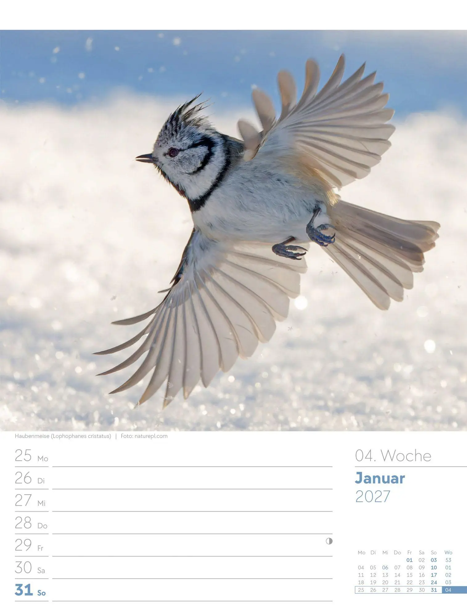 Bild: 9783838437286 | Vögel Wochenplaner Kalender 2027 | Ackermann Kunstverlag GmbH | 56 S.