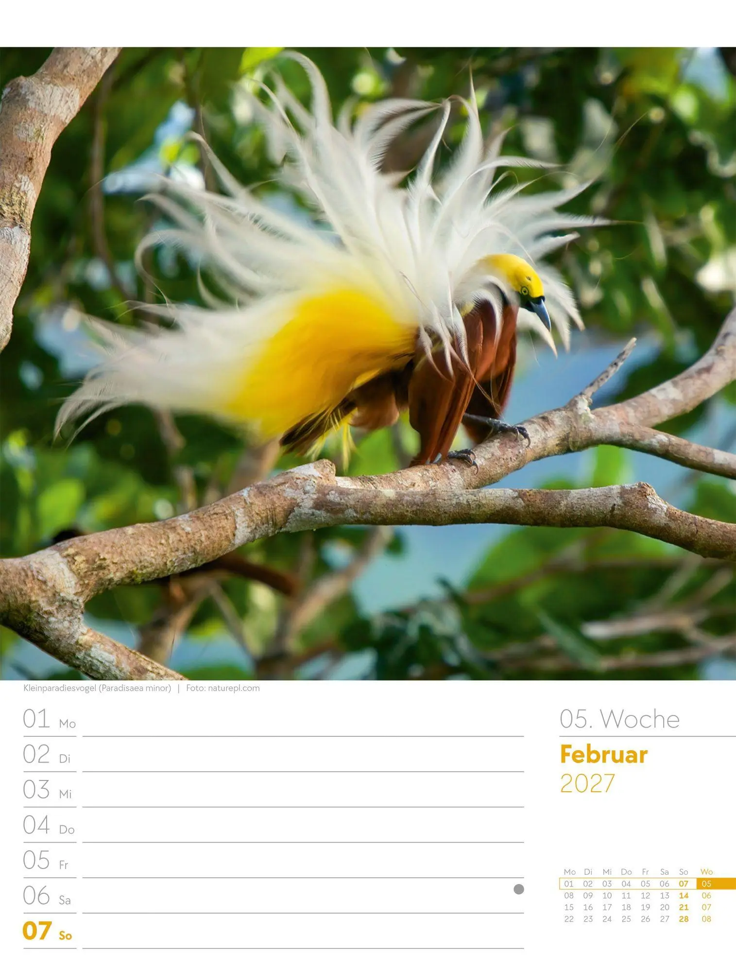 Bild: 9783838437286 | Vögel Wochenplaner Kalender 2027 | Ackermann Kunstverlag GmbH | 56 S.