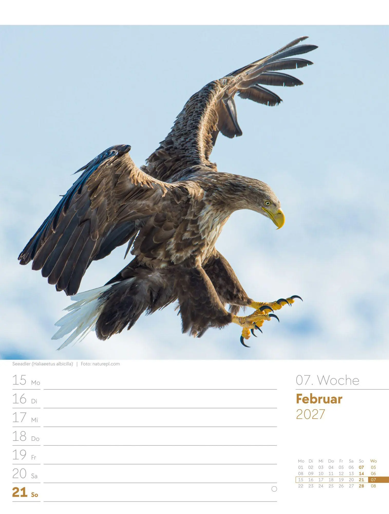 Bild: 9783838437286 | Vögel Wochenplaner Kalender 2027 | Ackermann Kunstverlag GmbH | 56 S.